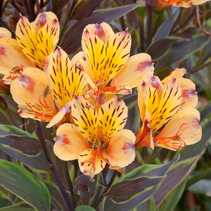 Alstroemeria Summer Breeze ('Teshunte') (PBR) (Summer Paradise Series)