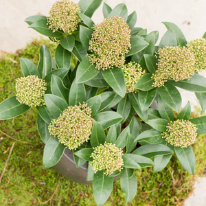 Skimmia japonica Fragrans