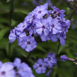Phlox paniculata Blue Paradise