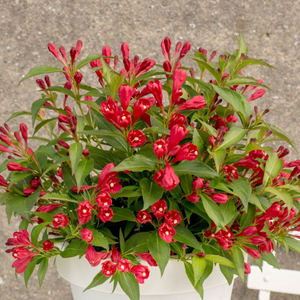 Weigela All Summer Red ('Slingco1') (PBR) (All Summer Series)