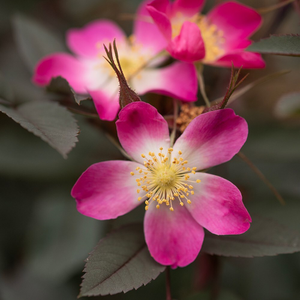 Rosa glauca 