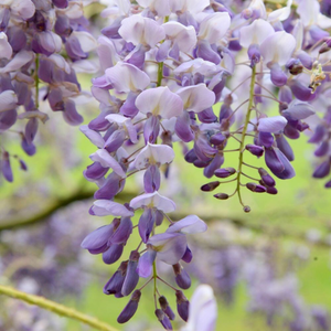 Wisteria sinensis Amethyst