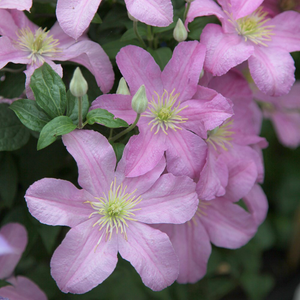 Clematis Comtesse de Bouchaud