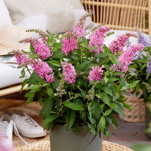 Buddleja Little Pink (’BotEx 005’) (PBR) (Butterfly Candy Series)