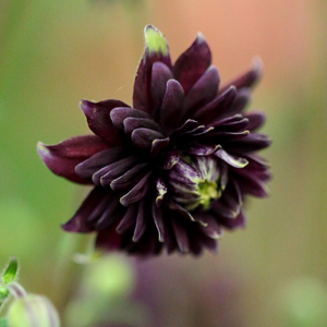 Aquilegia vulgaris var. stellata Black Barlow (Barlow Series)