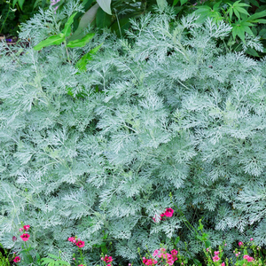 Artemisia Powis Castle