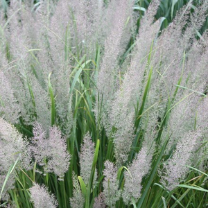 Calamagrostis brachytricha 