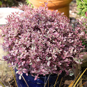 Pittosporum tenuifolium Bannow Bay ('Breebay') (PBR)