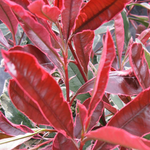 Photinia × fraseri Pink Marble ('Cassini')