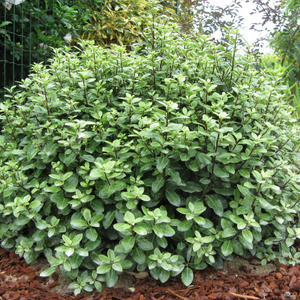 Pittosporum tenuifolium Golf Ball (PBR)
