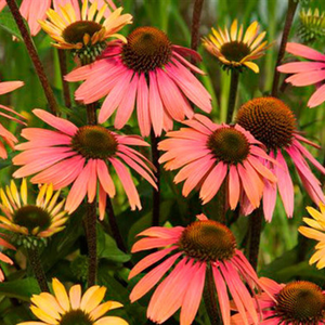 Echinacea Summer Cocktail (PBR)