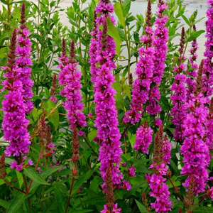 Lythrum salicaria Robert