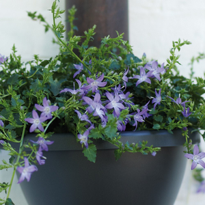 Campanula poscharskyana