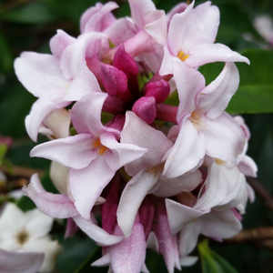 Daphne Perfume Princess ('Dapjur01') (PBR)