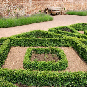 Buxus sempervirens 