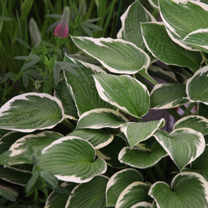 Hosta Francee (fortunei)