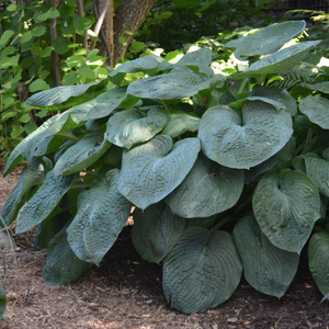 Hosta sieboldiana var. elegans