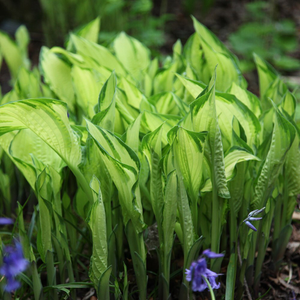 Hosta fortunei var. albopicta 