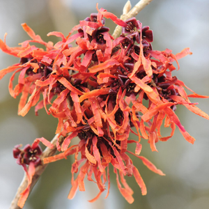 Hamamelis × intermedia Jelena
