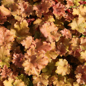 Heuchera Marmalade (PBR)