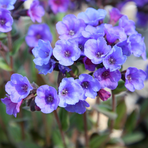 Pulmonaria Blue Ensign