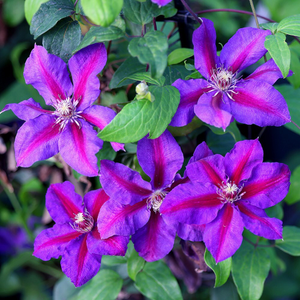 Clematis Mrs N. Thompson