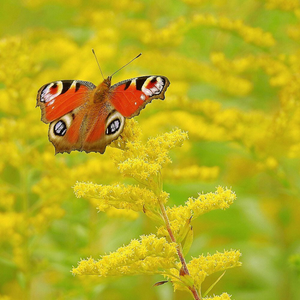 Solidago Goldkind