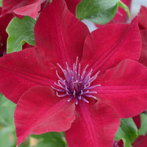 Clematis Nubia ('Evipo079') (PBR) (Boulevard Series)