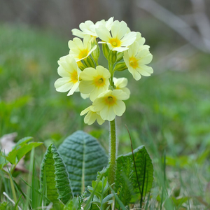 Primula elatior 