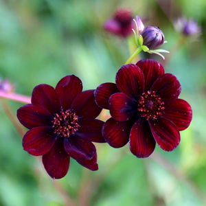 Cosmos atrosanguineus