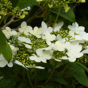 Viburnum plicatum f. tomentosum Summer Snowflake