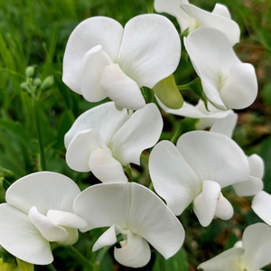 Lathyrus latifolius White Pearl