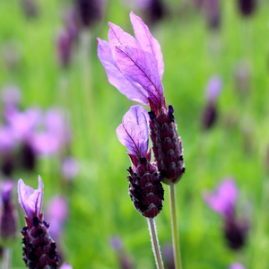 Lavandula pedunculata subsp. pedunculata