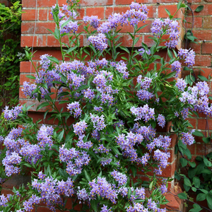 Solanum crispum Glasnevin
