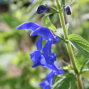 Salvia patens 