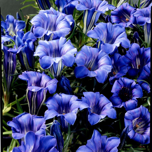 Gentiana sino-ornata