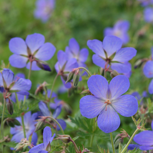 Geranium × johnsonii Johnson's Blue