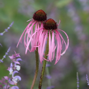 Echinacea pallida 
