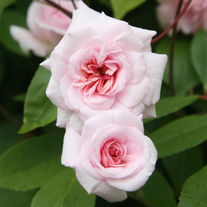 Rosa Climbing Cécile Brünner