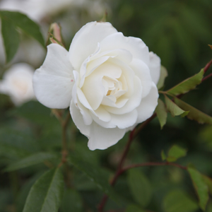 Rosa Climbing Iceberg