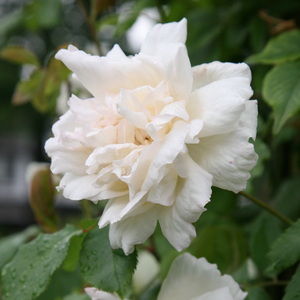 Rosa Madame Alfred Carrière