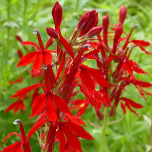 Lobelia cardinalis 