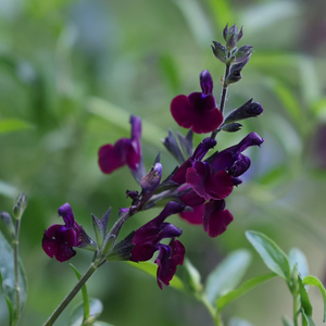 Salvia Nachtvlinder