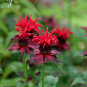 Monarda Fireball (PBR)