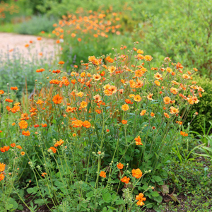 Geum Prinses Juliana