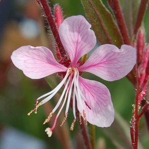 Oenothera lindheimeri Cherry Brandy ('Gauchebra') (PBR)