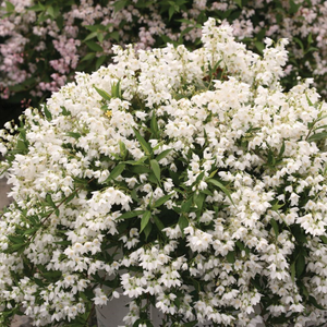 Deutzia × rosea Yuki Snowflake ('NCDX1') (PBR)