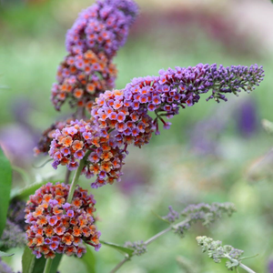Buddleja × weyeriana Bicolor