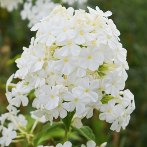 Phlox paniculata Mount Fuji