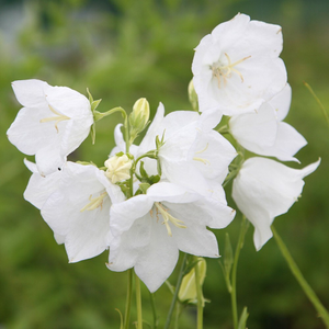 Campanula persicifolia var. alba